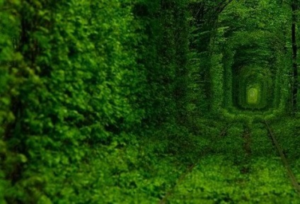 Top 10 gyönyörű alagút a fák közül