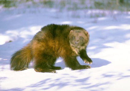 Wolverine Totem - protecție pe toate fronturile