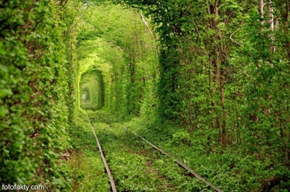 Tunele din copaci, tuneluri naturale, fapte foto - știri interesante în fotografii, fotofactori