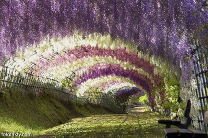 Tunele din copaci, tuneluri naturale, fapte foto - știri interesante în fotografii, fotofactori