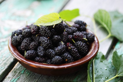 Mulberry dosh - finom és hasznos szirup az eperfa bogyókból származó köhögés receptjeiből