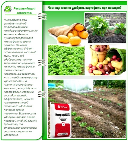 Îngrășăminte pentru cartofi atunci când sfaturi de plantare cu experiență agricultori