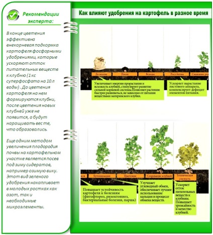 Îngrășăminte pentru cartofi atunci când sfaturi de plantare cu experiență agricultori