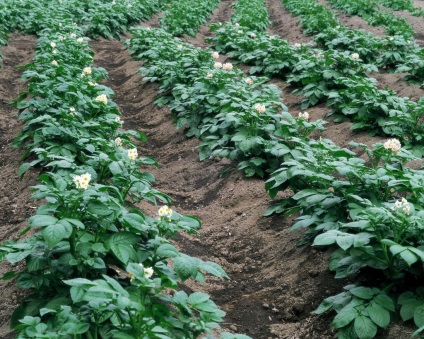 Îngrășăminte pentru cartofi atunci când se plantează într-o gaură - tipuri de îngrășământ și cum să fertilizeze în mod corespunzător