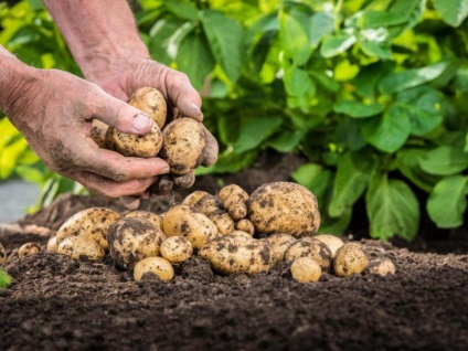 Îngrășăminte pentru cartofi atunci când se plantează într-o gaură - tipuri de îngrășământ și cum să fertilizeze în mod corespunzător
