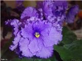 Înrădăcinarea frunzelor violete în mușchi de sphagnum