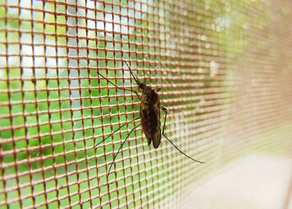Împușcat de un țânțar ce să facă