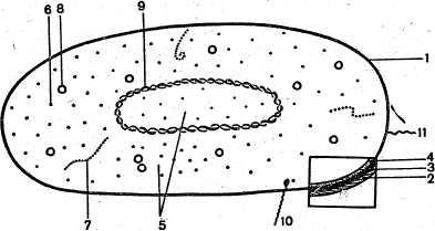 Ultrastructura unei celule bacteriene