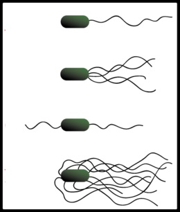 Ultrastructura unei celule bacteriene