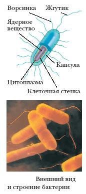 Ultrastructura unei celule bacteriene