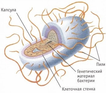 Ultrastructura unei celule bacteriene