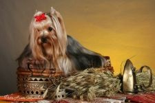 Îngrijirea și întreținerea întrebărilor pentru păpușăier Yorkshire terrier, sfaturi de fotografie privind îngrijirea și întreținerea catelului