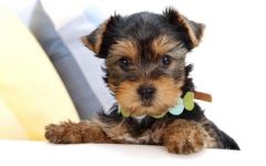 Îngrijirea și întreținerea întrebărilor pentru păpușăier Yorkshire terrier, sfaturi de fotografie privind îngrijirea și întreținerea catelului