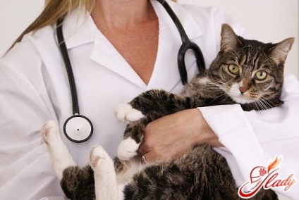 Îngrijirea unei pisici după sterilizare