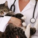 Îngrijire pentru o pisică după sterilizare la domiciliu la cusături și videoclipuri