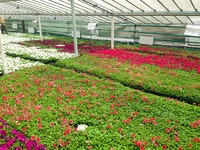 Îngrijirea florilor anuale, lumea răsadurilor