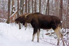 Wabu - cum să faceți - vânătoare și pescuit în Siberia