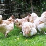 Care este unicitatea și farmecul cocoșului și ale găinilor