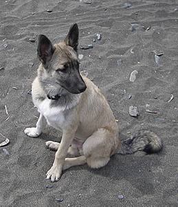 Ieri, un catelus de un husky