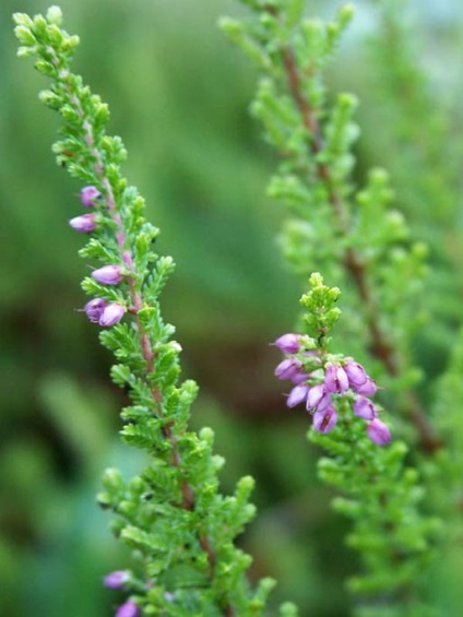 Paradisul Heather pe dealul alpin - peisaj cu propriile mâini