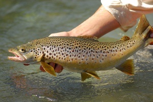 Specii și subspecii de păstrăv de pește (variat) și habitat, reproducere naturală și artificială,