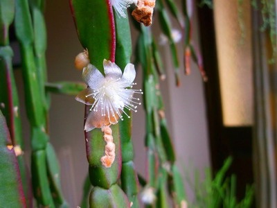 A kaktusz ripsalis típusai - a virágok enciklopédiája