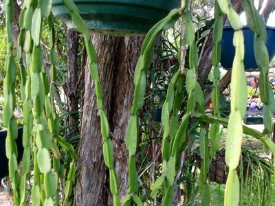 Tipuri de cactus ripsalis - encyclopedia de flori