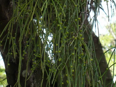 Tipuri de cactus ripsalis - encyclopedia de flori