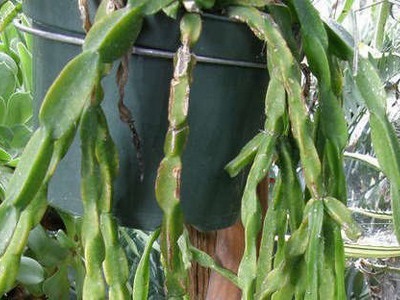 A kaktusz ripsalis típusai - a virágok enciklopédiája