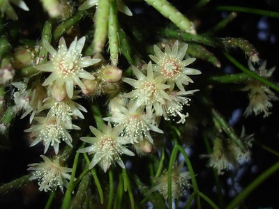 Tipuri de cactus ripsalis - encyclopedia de flori