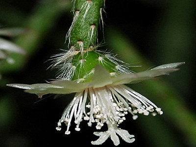 Tipuri de cactus ripsalis - encyclopedia de flori