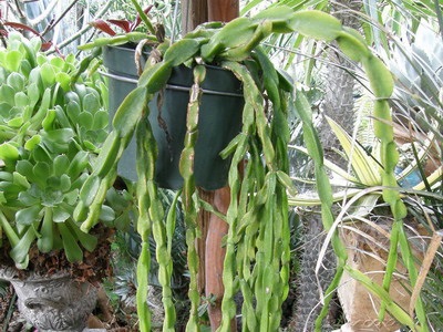 Tipuri de cactus ripsalis - encyclopedia de flori