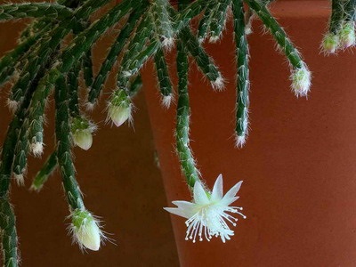 Tipuri de cactus ripsalis - encyclopedia de flori