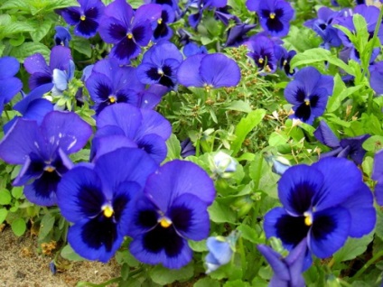 Viola plantare și îngrijire în aer liber, fotografie