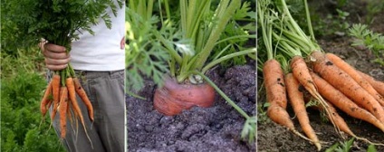 Noi crestem morcovi cum să obțineți o recoltă bună