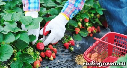 Cultivarea căpșunilor