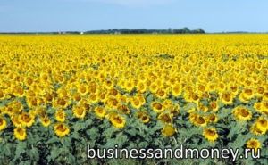 Cultivarea floarea-soarelui ca afacere