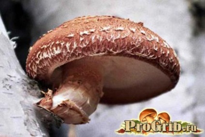 Cultivarea procesului de afaceri Shiitake și descrierea tehnologiei