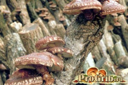 Cultivarea procesului de afaceri Shiitake și descrierea tehnologiei