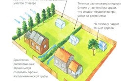 A spárgatermesztés a magvakból való helyes termesztés során