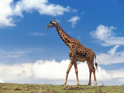 Înălțimea girafei, inclusiv gâtul și capul