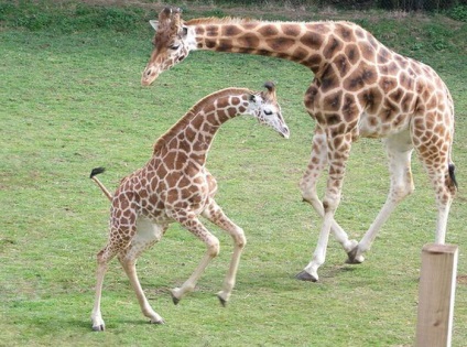 Înălțimea girafei, inclusiv gâtul și capul