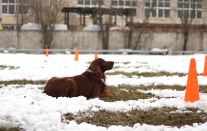 În Kaliningrad, au învățat câinii să caute chihlimbar
