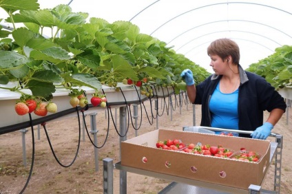 În regiunea Kaliningrad, a început cultivarea industrială a căpșunilor - în blog - nou și