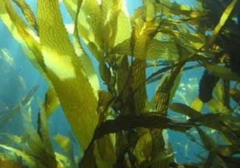 Algele din acvariu și lupta împotriva lor