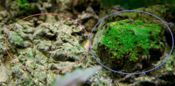 Algele din acvariu și lupta împotriva lor