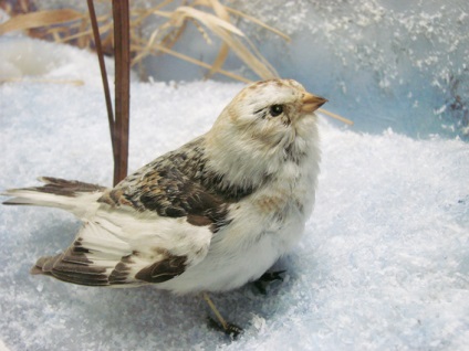 Sparrow-téli madár Yakutia, zoomir
