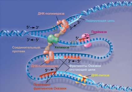 Reproducerea detaliilor dnk, selectarea stărilor atractive