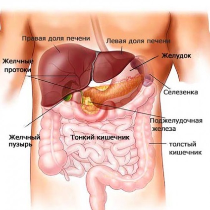 Mindent, amiért a hormonok felelősek számunkra