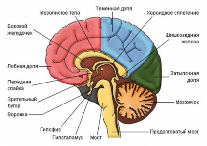 Mindent, amiért a hormonok felelősek számunkra